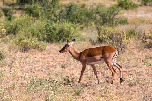 The Grant Gazelle grazes in the vastness of the Kenyan savannah
