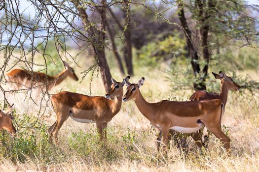 The Impala gazelles grazed in the savannah of Kenya