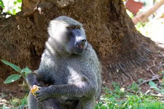 One baboon has found a fruit and nibbles on it