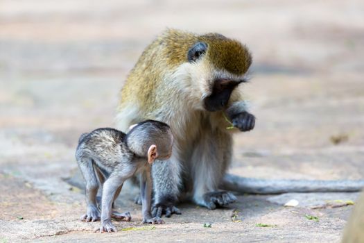 Vervet family with a little baby monkey