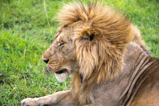 The close-up of the face of a lion in the savannah of Kenya