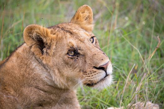 A face of a young lioness in close-up