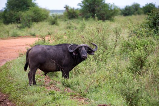 One big buffalo stands on a path in the savannah
