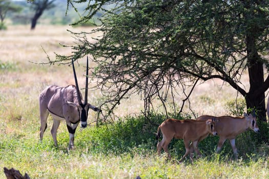 The Oryx family stands in the pasture surrounded by green grass and shrubs