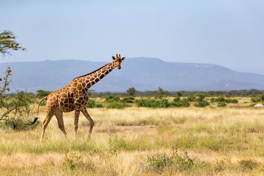 Giraffes in the savannah with many trees and bushes in the background