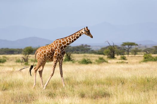 One giraffe walk through the savannah between the plants