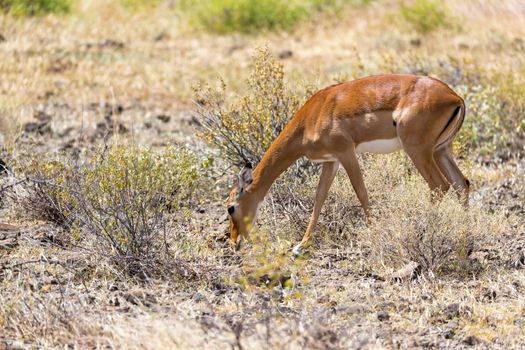 The Grant Gazelle grazes in the vastness of the Kenyan savannah