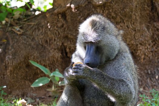 One baboon has found a fruit and nibbles on it