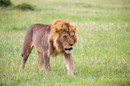 One big male lion is walking in the savannah