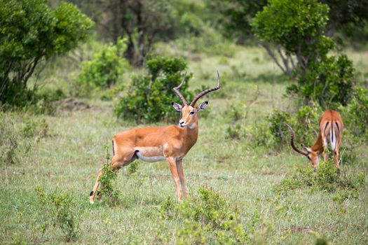 The antelopes in the grass landscape of Kenya