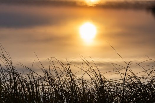 rising sun reflects in calm water and long thin grass in the foreground - minimalistic abstract picture with selective focus and bokeh blur
