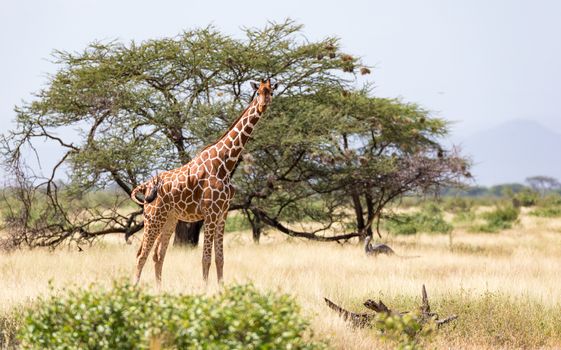 Giraffes in the savannah with many trees and bushes in the background