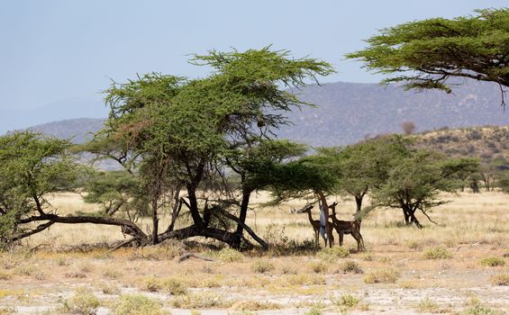 The gerenuk in the kenyan savanna looking for food
