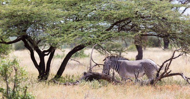 A grevy zebra standing under the tree in the Samburu National park