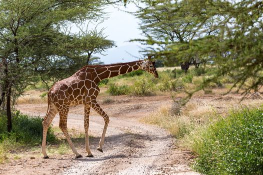 One giraffe crosses a path in the savannah