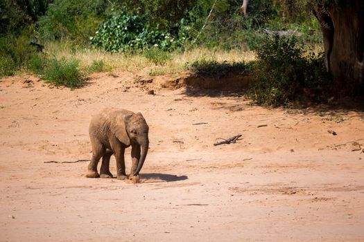 One little baby elephant is standing on the bank of a river