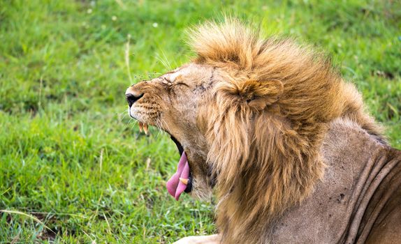 One lion in the close-up of the yawns