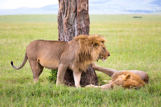Some big lions show their emotions to each other in the savanna of Kenya