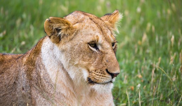 A portrait of a lioness, she lies in the grass in the savannah