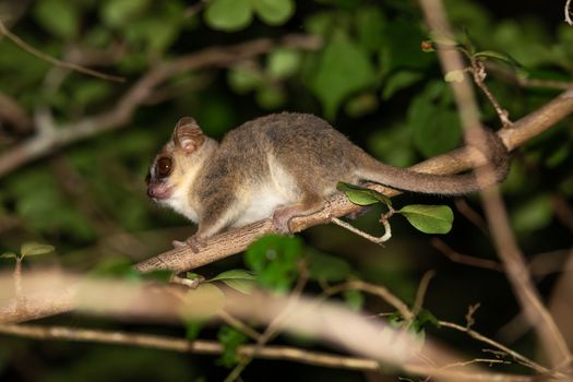 One mouse lemur moves along the branches of a tree