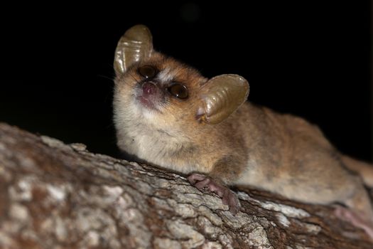 One mouse lemur moves along the branches of a tree