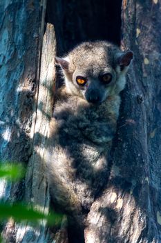 One Little lemur hid in the hollow of a tree and watches