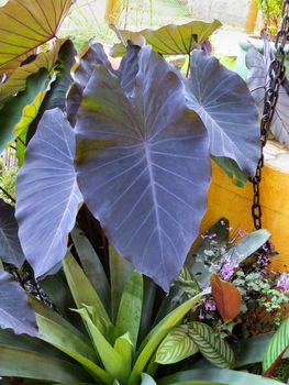 Colocasia esculenta with intense purple and bromeliad foliage in the garden on a sunny day.