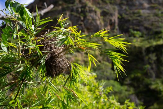 One bird's nest on a branch of a shrub