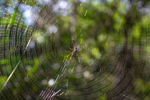 A web with a spider, with a blurry green background