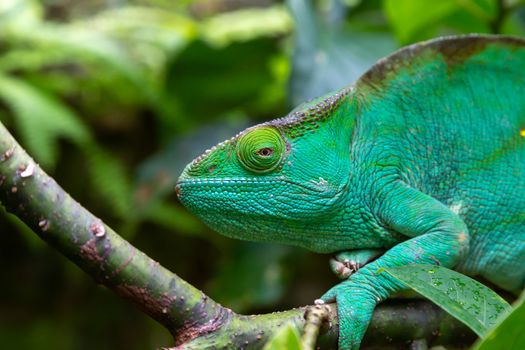 One green chameleon on a branch in close-up