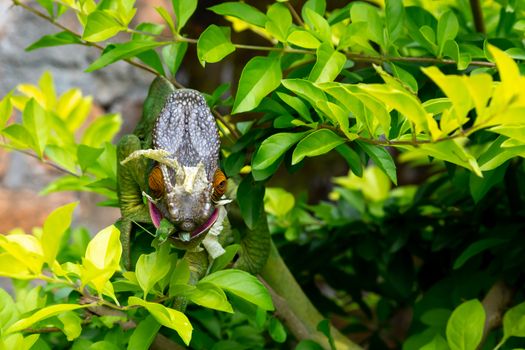 One Colorful chameleon on a branch in a national park on the island of Madagascar