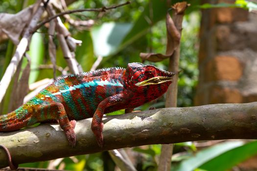 One Colorful chameleon on a branch in a national park on the island of Madagascar