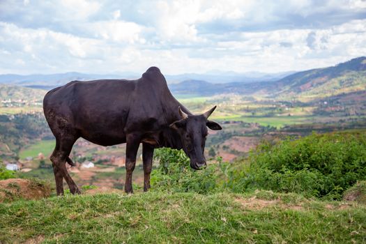 The Zebu cattle in the pasture on the island of Madagascar