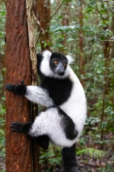 One black and white Vari in the close-up, portrait