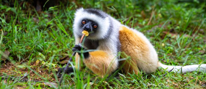 One diademed sifaka in its natural environment in the rainforest on the island of Madagascar