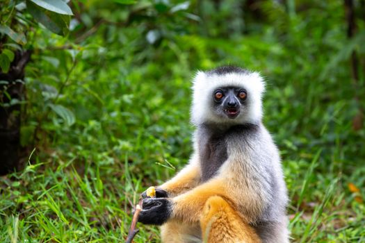 One diademed sifaka in its natural environment in the rainforest on the island of Madagascar