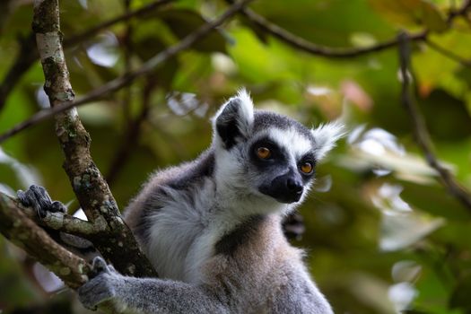 The ring-tailed lemur in the rainforest, its natural environment
