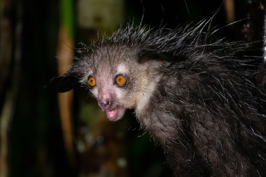 One of The rare Aye-Aye lemur that is only nocturnal