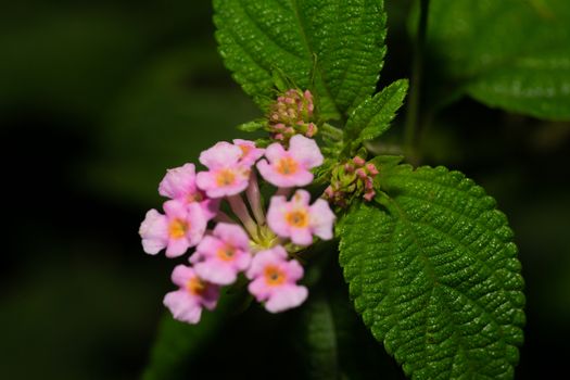 The Exotic flowers of the island of Madagascar