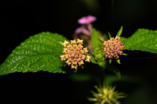 The Exotic flowers of the island of Madagascar