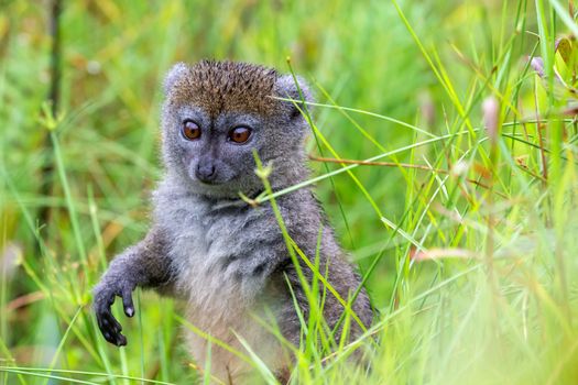 One bamboo lemur between the tall grass looks curious