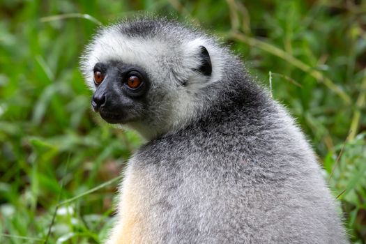 One Sifaka lemur sits in the grass and watches what happens in the area