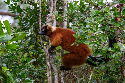 One red Vari Lemur sits on a branch of a tree