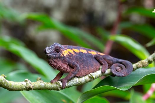 One earth-colored chameleon on a branch