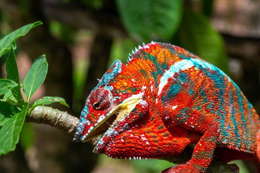 One Colorful chameleon on a branch in a national park on the island of Madagascar