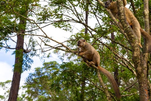 The Funny bamboo lemurs on a tree branch watch the visitors