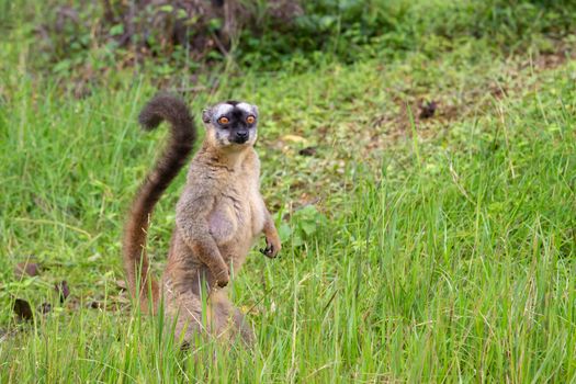 Some Brown lemurs play in the meadow and a tree trunk and are waiting for the visitors