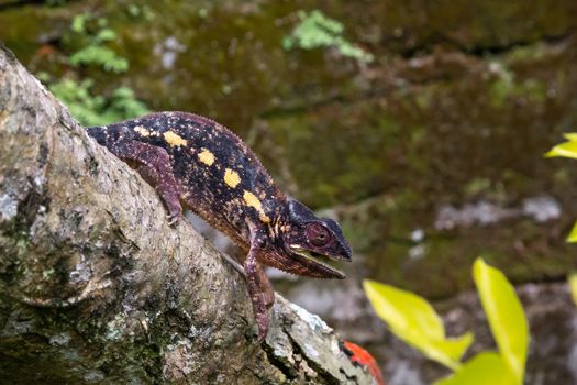 One chameleon moves along a branch in a rainforest in Madagascar