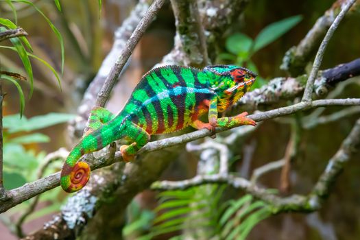 One chameleon moves along a branch in a rainforest in Madagascar