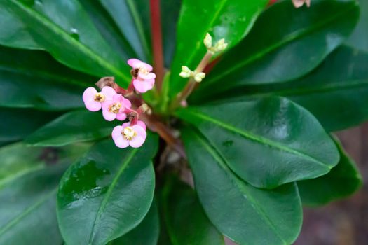 The Colorful plants and flowers in close-up on the island of Madagascar